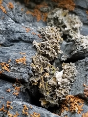 Xanthaptychia contortuplicata