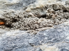 Xanthaptychia contortuplicata