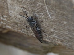 Cyrtocoelioxys