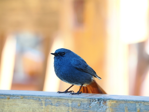 Plumbeous Water Redstart