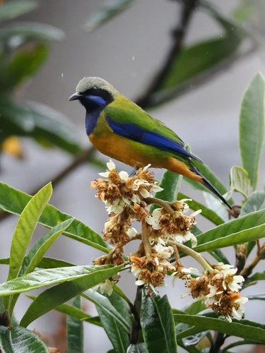 Orange-bellied Leafbird