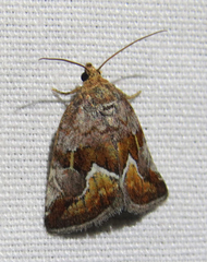 Deltote bellicula