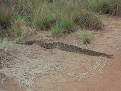 Crotalus durissus