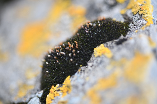 Orthotrichum crassifolium observed 2024-12-22