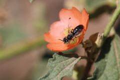 Calliopsis subalpina