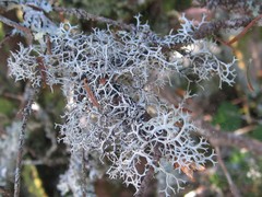 Pseudevernia cladonia