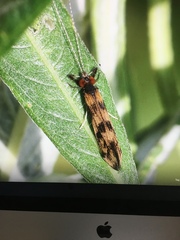 Mystacides longicornis