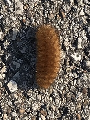Phragmatobia