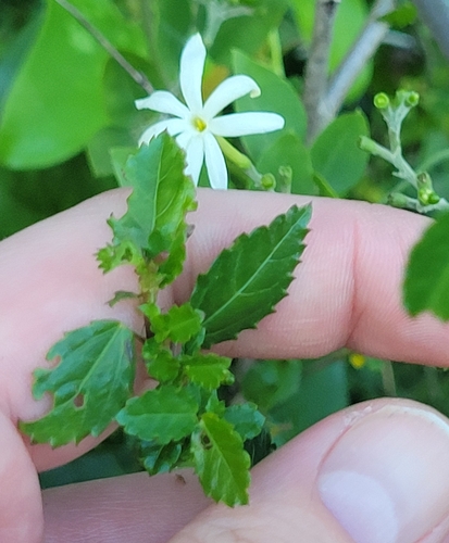 Image of Jasminum fluminense by (c) jamie bee, some rights reserved (CC BY)