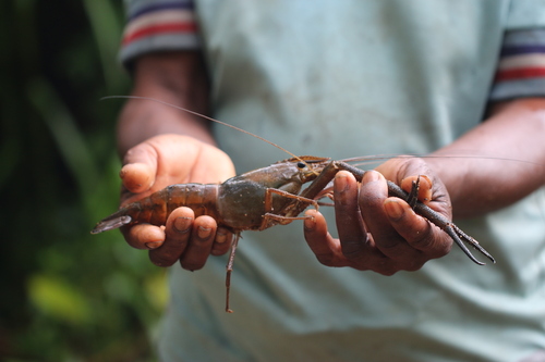 African River Prawn
