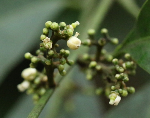 Glycosmis parviflora iNat (3)