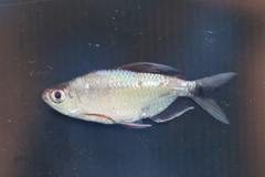 Bright Diamond Tetra photo 1