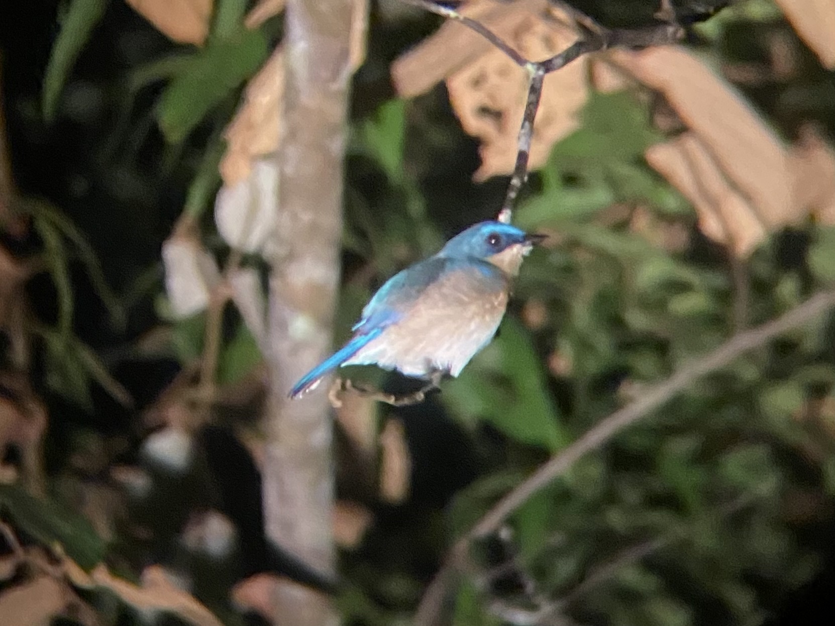 Malaysian Blue Flycatcher (Cyornis turcosus), photo 4
