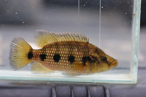 Banded jewelfish (Hemichromis elongatus) — Cichlidae — 3