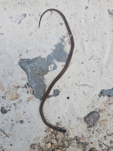 Black-headed Snake