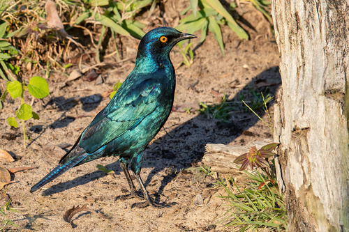 Cape Starling