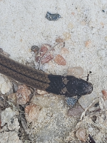 Black-headed Snake