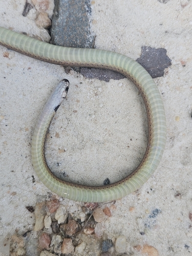 Black-headed Snake