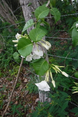 Echites yucatanensis