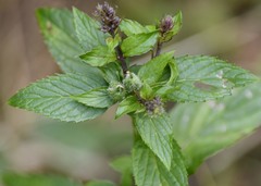 Mentha × piperita