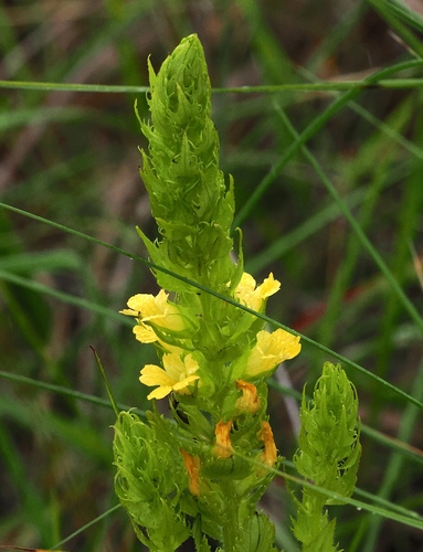 Image of Alectra sessiliflora by (c) desertnaturalist, some rights reserved (CC BY)