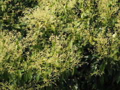 Cinnamomum iners, photograph (c) John Lyden, some rights reserved (CC BY)