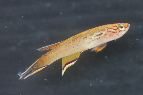 Cape Lopez lyretail (Aphyosemion australe) — Nothobranchiidae — 3