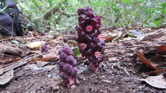 Bdallophytum americanum