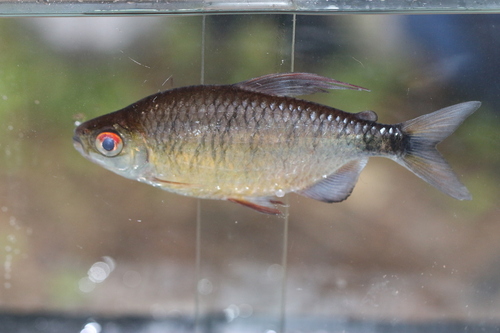 Long-fin Tetra