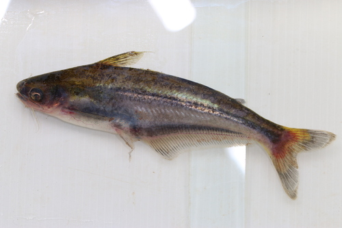 African glass catfish (Pareutropius debauwi) — Schilbeidae — 3