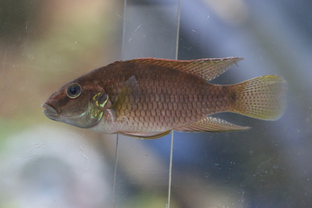 Mamonekene's chromidotilapia (Chromidotilapia mamonekenei) — Cichlidae