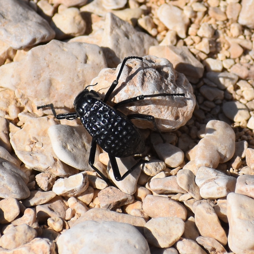 Pitted Beetle