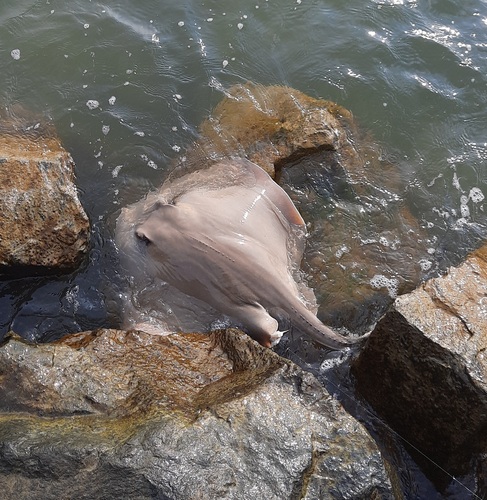 Bluntnose Stingray photographed in Maryland
