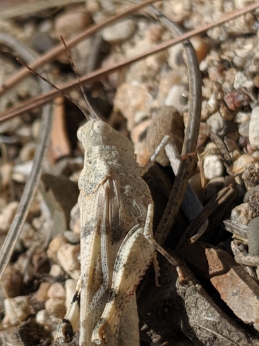 Strenuous Grasshopper photo 3
