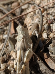 Trimerotropis californica