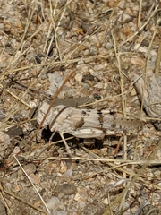 Trimerotropis californica