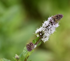 Mentha × piperita