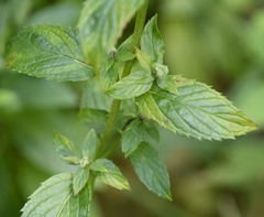 Mentha × piperita