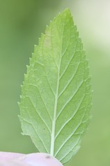 Mentha × piperita