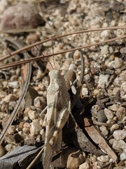 Trimerotropis californica