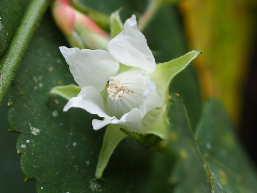 Image of Rubus corchorifolius by no rights reserved