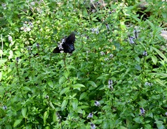Mentha × piperita