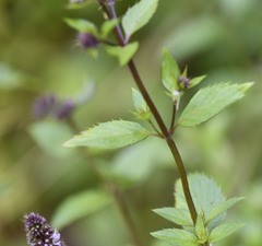 Mentha × piperita