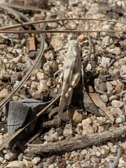 Trimerotropis californica