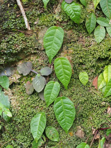 Image of Ficus sarmentosa by no rights reserved