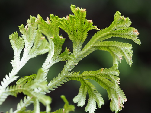 Image of Selaginella doederleinii by no rights reserved