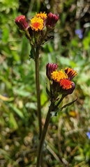 Packera pauciflora