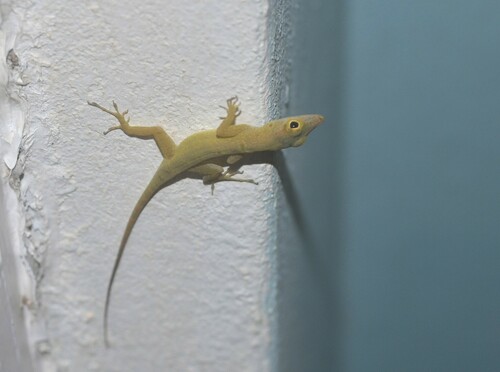 Banded Anole, Anolis stratulus