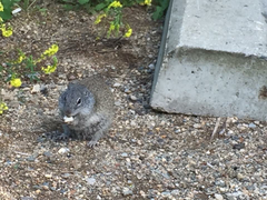 Poliocitellus franklinii