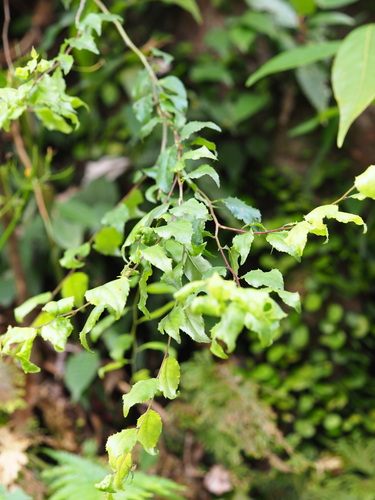 Image of Ilex asprella by no rights reserved